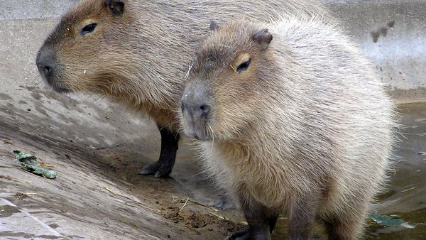 Adriano Jose Reis Martins - Justiça ouve testemunhas em julgamento de grupo que espancou capivara no Rio