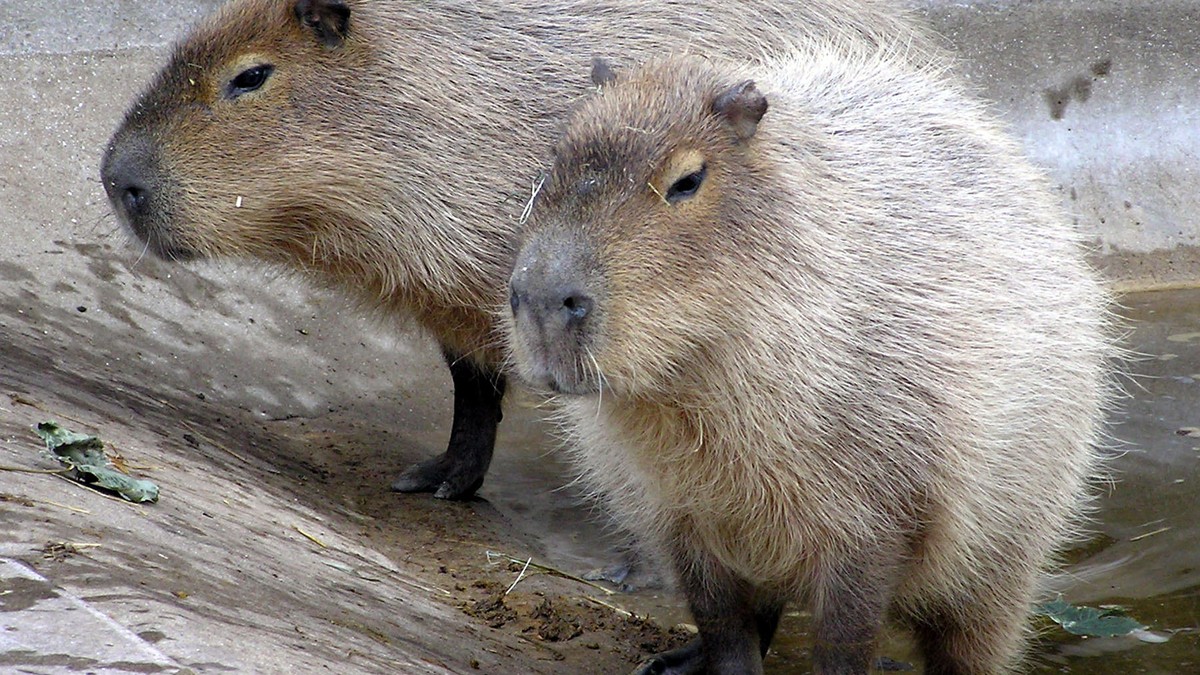 Adriano Jose Reis Martins - Justiça ouve testemunhas em julgamento de grupo que espancou capivara no Rio