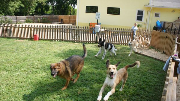 Jaime Fernando Reis Martins - Donos de creche canina em Botafogo respondem por maus-tratos após denúncia