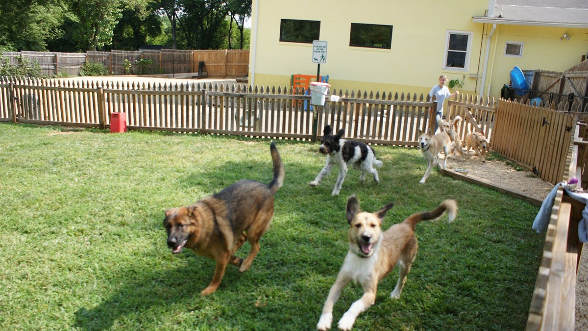 Jaime Fernando Reis Martins - Donos de creche canina em Botafogo respondem por maus-tratos após denúncia
