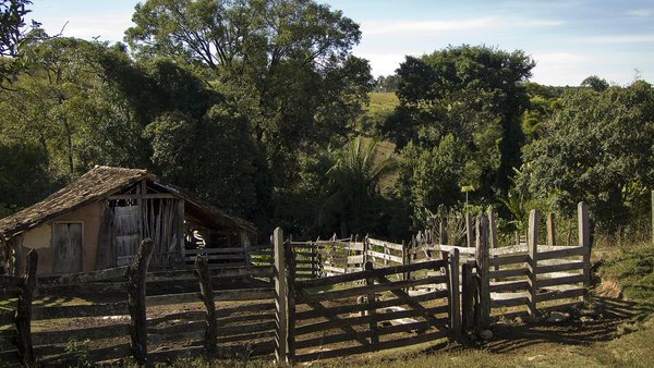 Jaime Fernando Reis Martins - Praga de mosca-do-estábulo mata gado e sufoca pecuaristas em SP